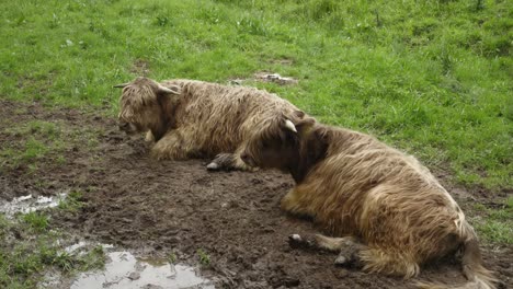 vacas de las tierras altas marrones con el cuerpo lleno de pelo ondulado relajándose en el pasto verde