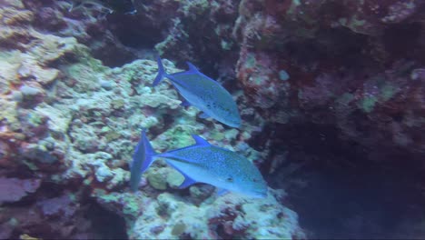 trevali hunting on the beautiful, tropical coral reef wall