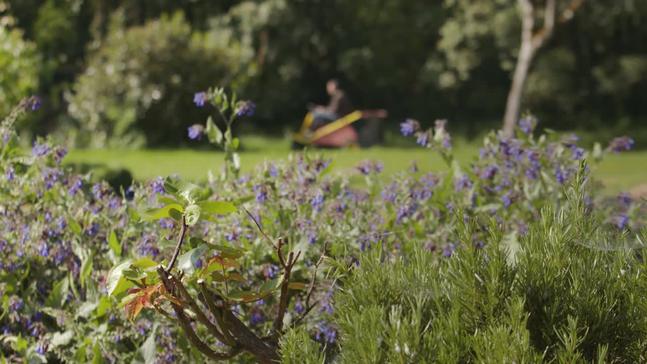 jardinería en verano, persona cortando el césped en el fondo