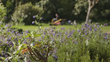 gardening in summer, person mowing lawn in background