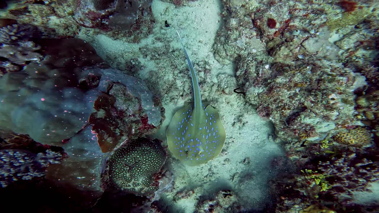 un paisaje increíblemente hermoso de una raya de cola de cinta con manchas azules nadando en círculo en un colorido jardín de arrecife de coral