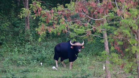 Der-Gaur-Oder-Der-Indische-Bison-Ist-Ein-Riesiges-Tier-Und-Das-Größte-Noch-Lebende-Rind-In-Süd--Und-Südostasien,-Das-Aufgrund-Von-Lebensraumverlust-Und-Jagd-Als-Gefährdet-Eingestuft-Wird