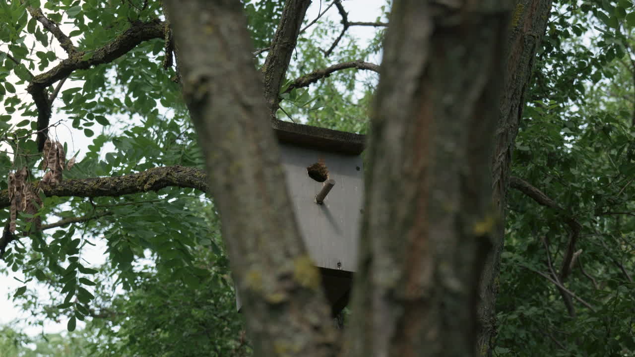 Parent sparrows feeding chicks together at birdhouse