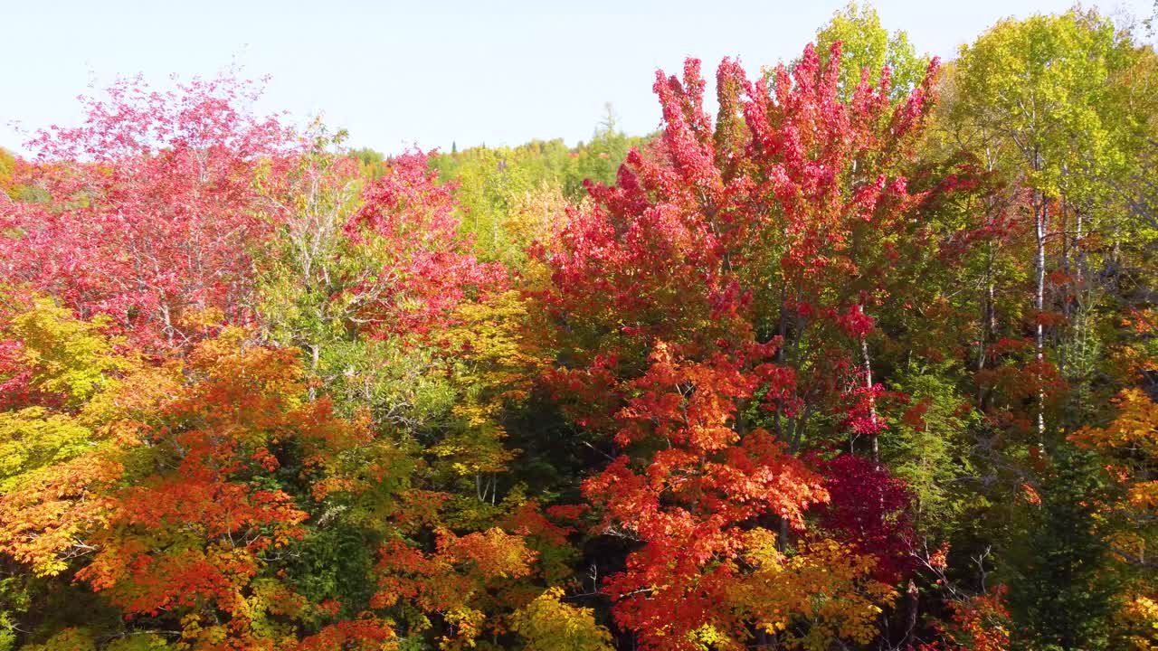 Vibrant autumn colors stunning forest in Thunder Bay, Northern Ontario, Canada, Rich red, yellow and orange foliage under clear skies.