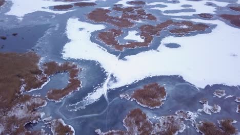 vista aérea de pájaro del lago congelado liepaja durante el invierno, hielo azul con grietas, islas secas de juncos amarillentos, día de invierno nublado, tiro amplio de drones avanzando, cámara inclinada hacia abajo