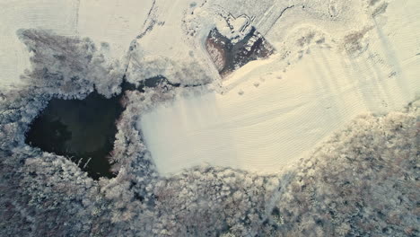 aerial top down shot of white winter landscape with lake and conifer trees