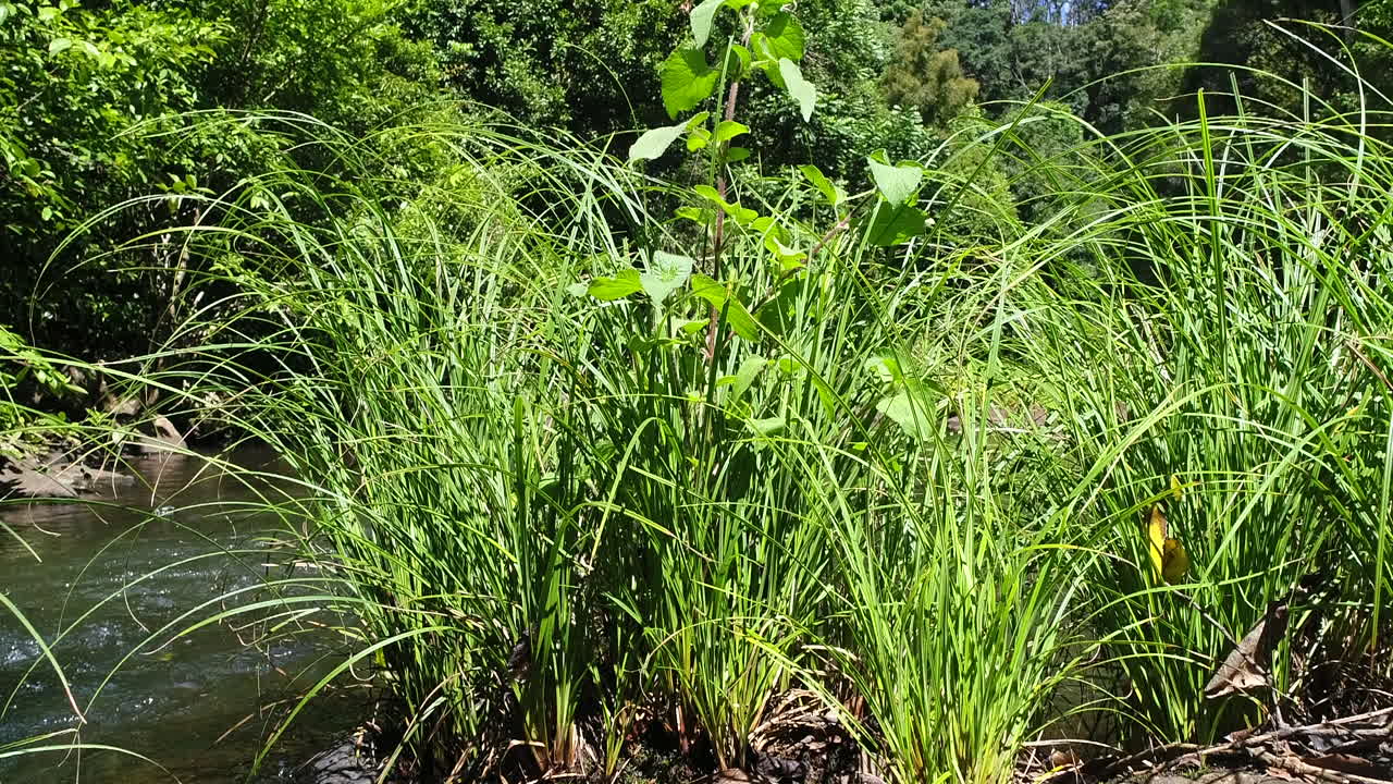 tiro estrecho de la corriente de agua con juncos verdes contrastantes