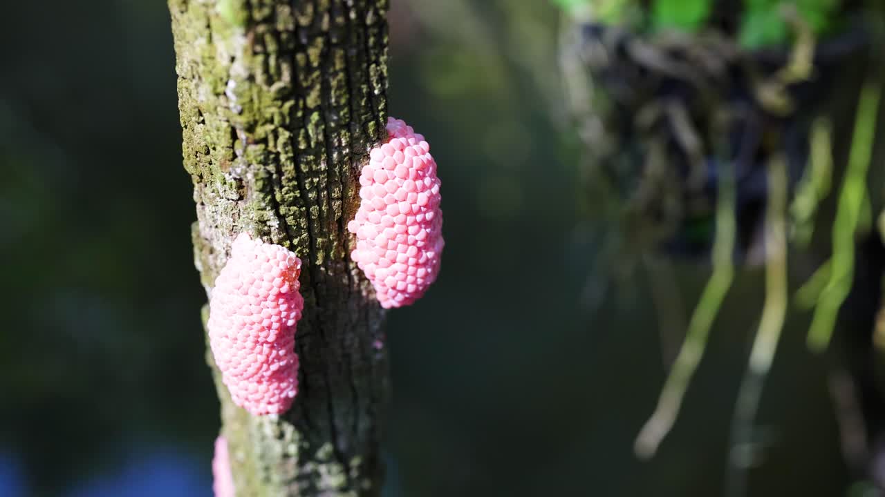 Pink snail eggs attached to a tree trunk