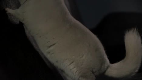 el primer plano de una chinchilla gris con un collar, saltando y olfateando la tela oscura decorada