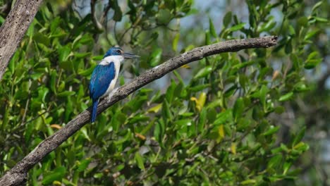 Der-Halsband-Eisvogel-Todiramphus-Chloris,-Thailand,-Sitzt-Auf-Einem-Verrottenden-Ast-Und-Hüpft-Im-Starken-Wind,-Während-Die-Kamera-Herauszoomt