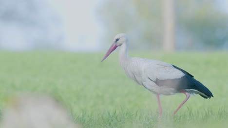 Weißstorch-Geht-Spazieren-Und-Sammelt-Trockenes-Gras-Für-Sein-Nest
