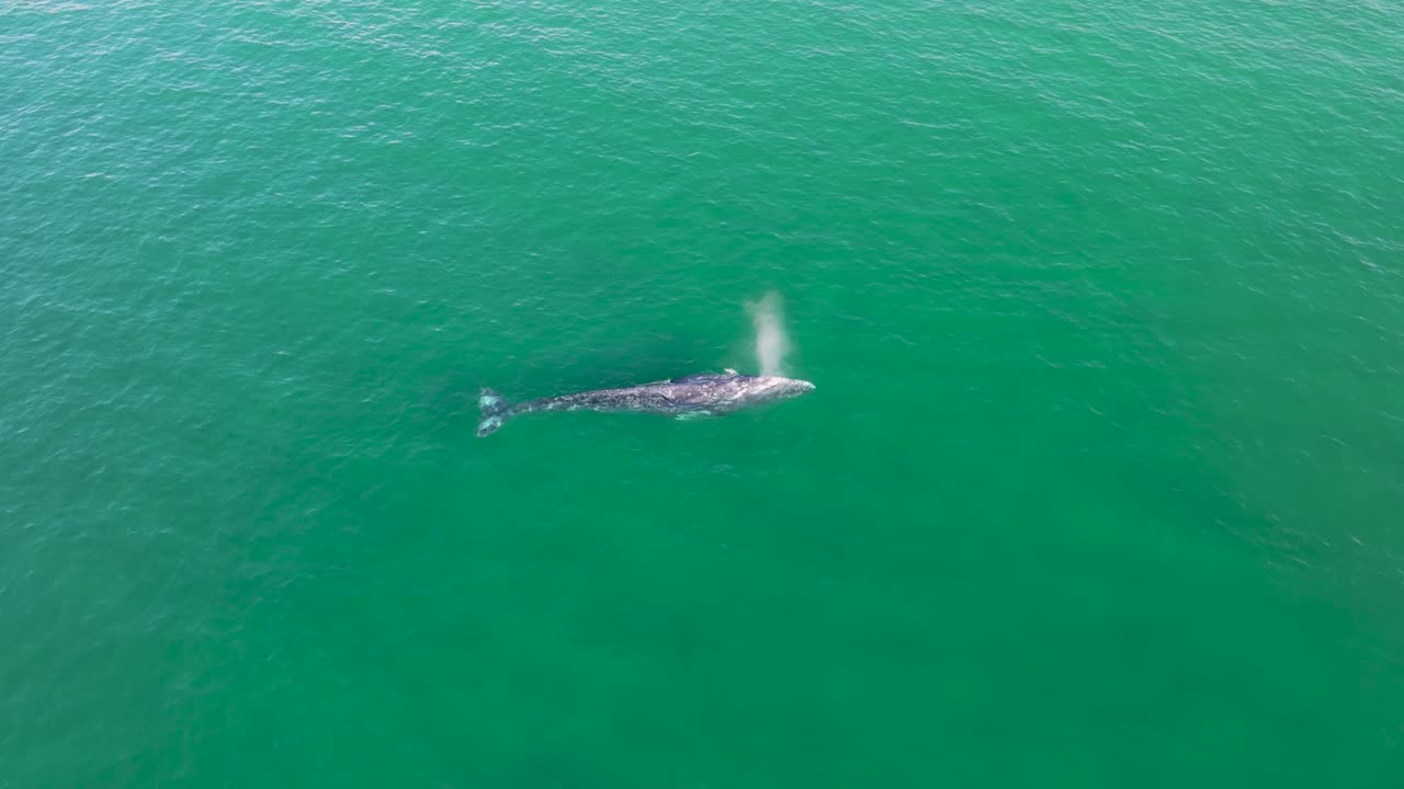 Drone shot of a whale pod gliding through the vast ocean. A breathtaking view of marine wildlife