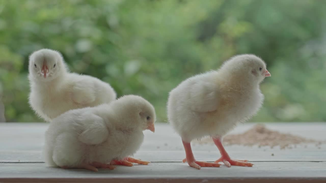 새로 태어난 이 나무 바닥에서 놀고, 털이 많은 이 바닥에 놀고 있다.