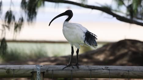 an ibis standing on a beach fence