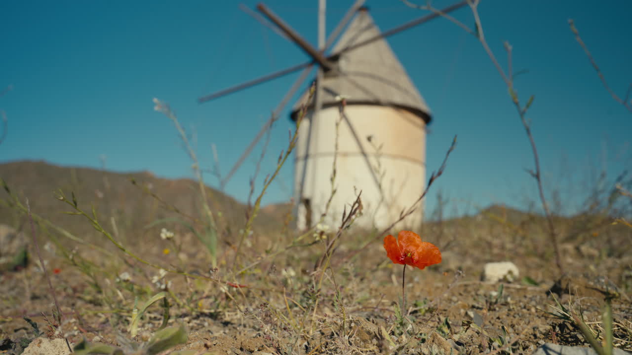 Primo piano di un papavero selvatico rosso in un paesaggio mediterraneo arido con un mulino a vento tradizionale leggermente sfocato sullo sfondo. Profondità di campo cinematografica