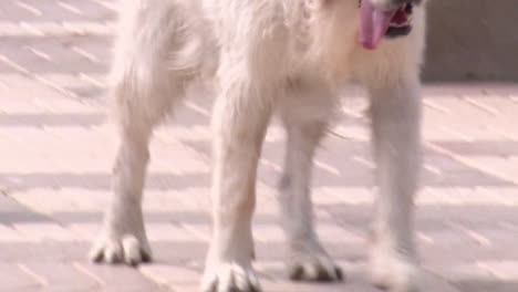 dogs on a sidewalk