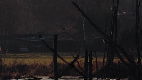 cormorant bird flying over a pond with dead trees backlit by the sunset. high quality 4k slowmotion footage.