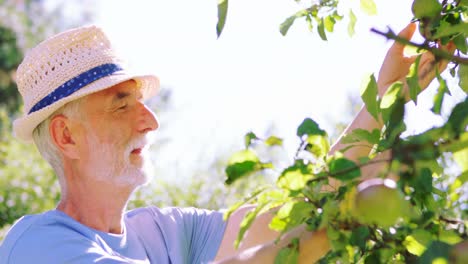 Senior-man-checking-fruits-in-garden