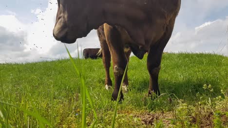 cerca de la vaca pastando hierba y luchando con un enjambre de moscas en su cabeza