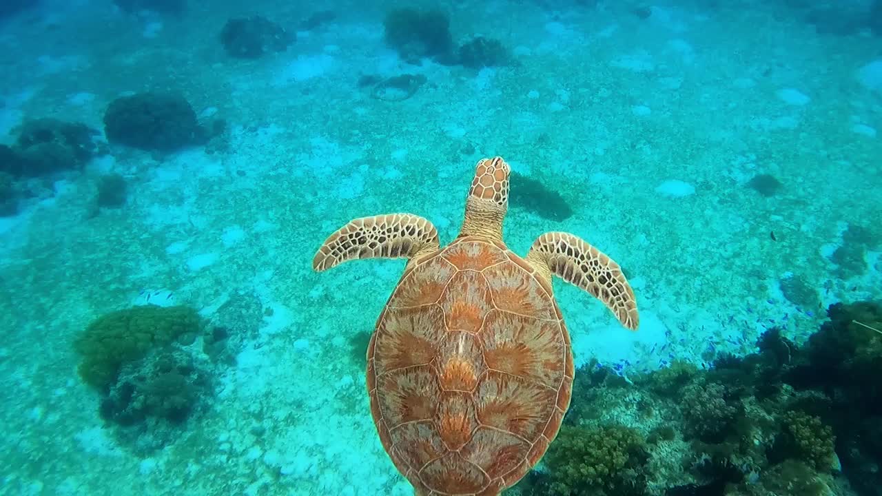 A Green Sea Turtle (Chelonia mydas) swims to the surface of the water to exchange gases, close up shot