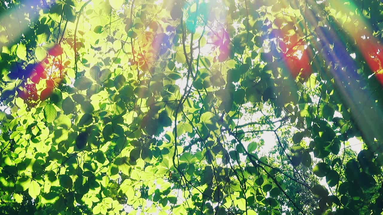 पेड़ों के पत्तों से छनकर आती सूरज की किरणें