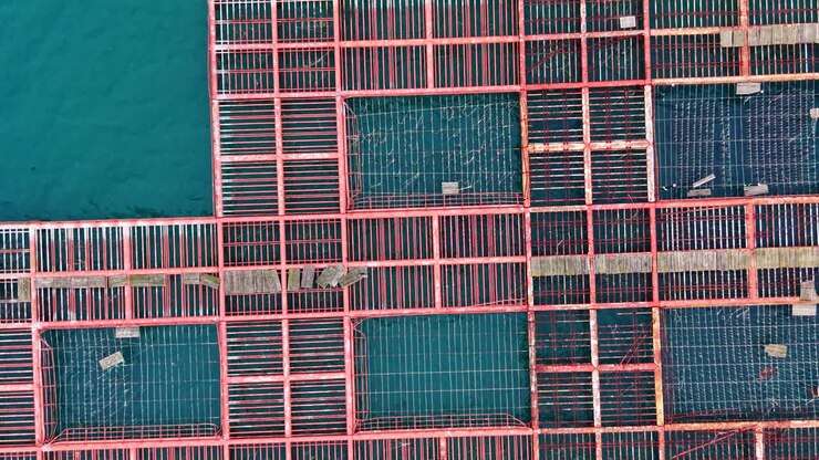 Mussel farm in the sea showing cages and structures used for shellfish farming during daylight hours