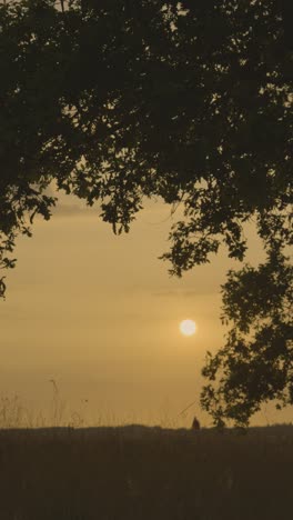 sunset through trees