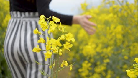 girl in striped trousers walking between yellow flowers of rapeseed, out of focus