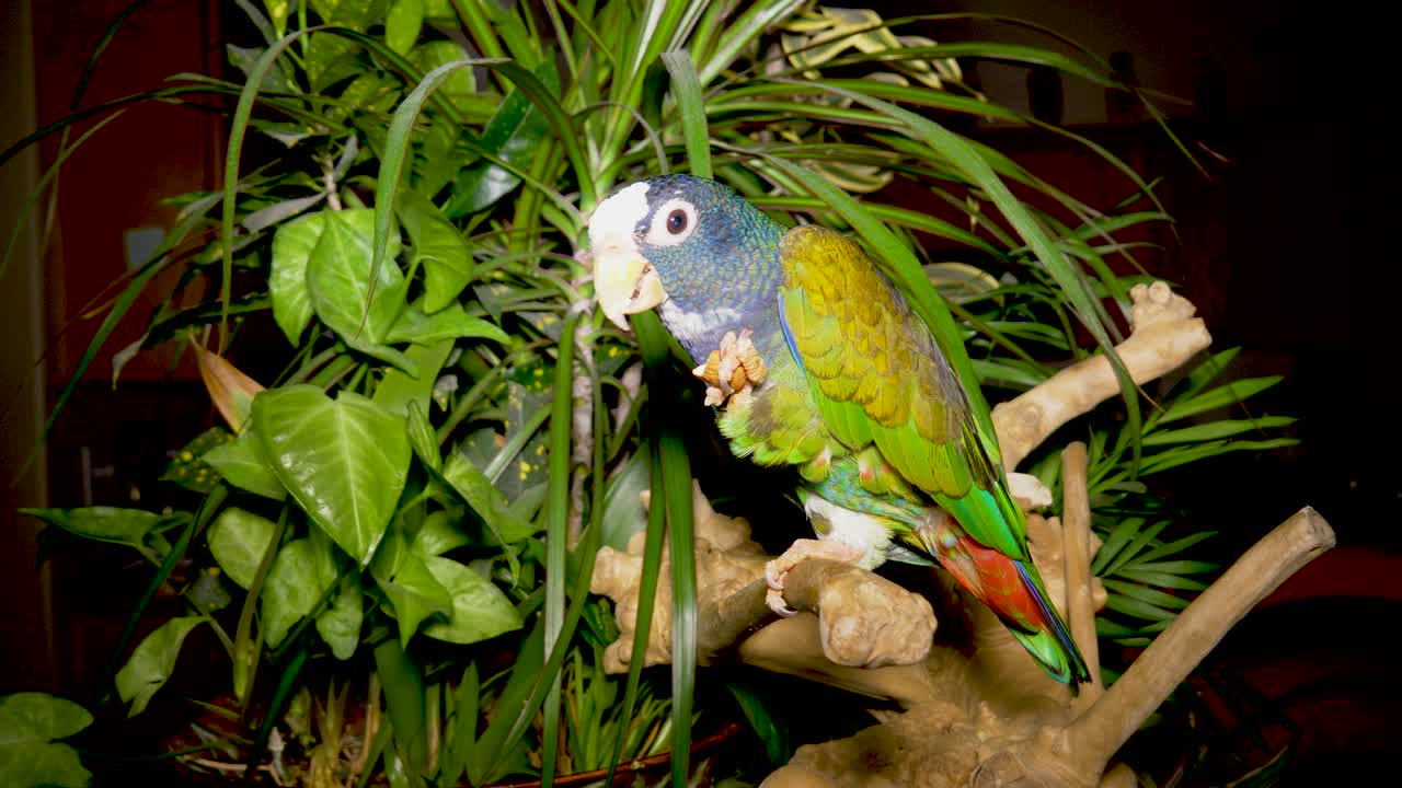 식물 배경으로 아몬드를 먹는 흰 모자를 쓴 피오너스 패리엇 - 길들여진 애완용 새