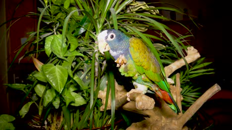 white-capped pionus parriot eating an almond with a plant background - domesticated pet bird