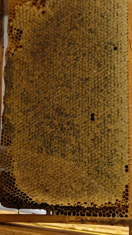 apiarist holds a frame full of honey and sealed by the bees. beekeeper cuts the tops on wax cells off to make the process of honey extraction easier. close up. vertical video