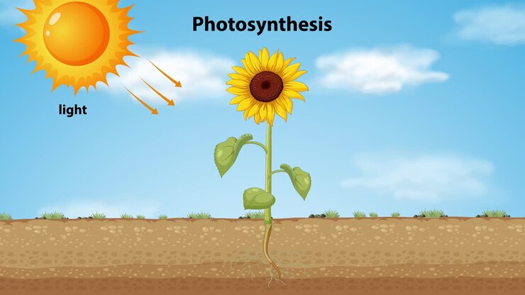 Illustration of photosynthesis in a sunflower plant