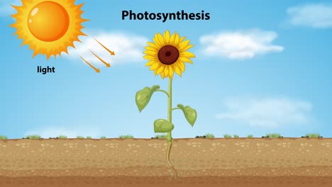 ilustración de la fotosíntesis en una planta de girasol