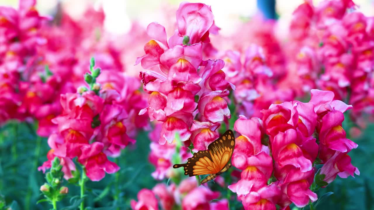A butterfly gracefully flutters through vivid pink flowers, creating a serene and colorful visual experience