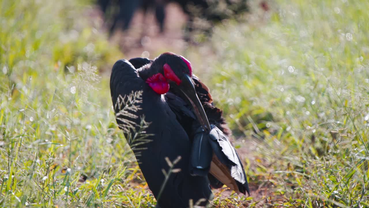 el cornbill del sur limpiando su plumaje, el resto del rebaño detrás