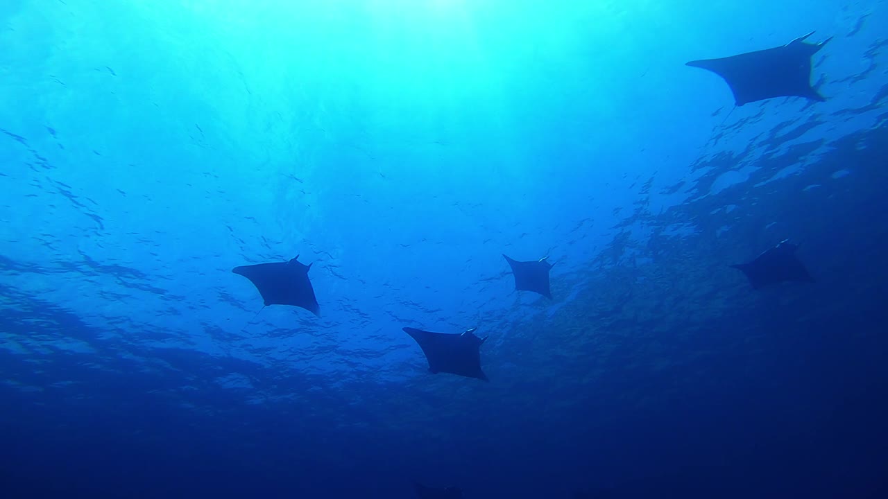 una escuela de rayas mobula nadando juntas cerca de la superficie