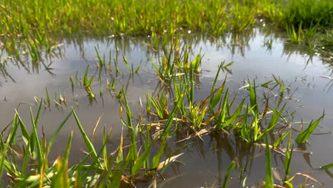 Close-up-pan-of-cultivation-grass-field-on-farm-lighting-by-sun-after-stormy-flood-at-night---Environmental-damage-of-yield