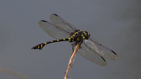 La-Libélula-De-Cola-De-Brida-Común-Se-Ve-Comúnmente-En-Tailandia-Y-Asia