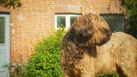 4k slow motion shot of a briard, a big dog standing up and walking in the garden, turning towards the camera