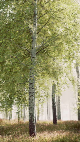 misty birch forest