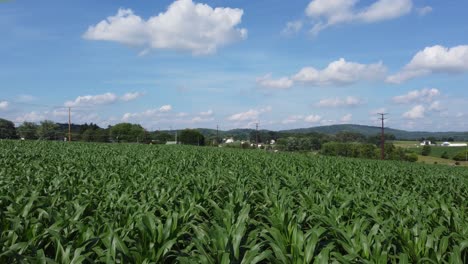 A-low-level-flight-over-a-field-of-corn-in-the-summer-season