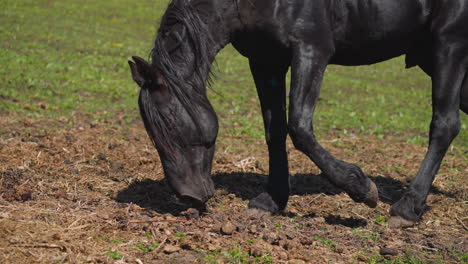 horse with loose mane smells ground walking along pasture