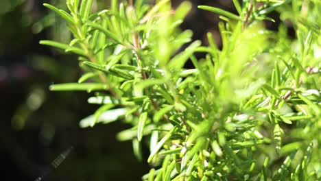 close-up of rosemary plant in sunlight