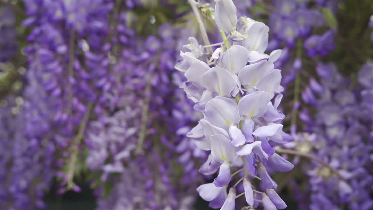 Close up of the purple wisteria flowers on the tree