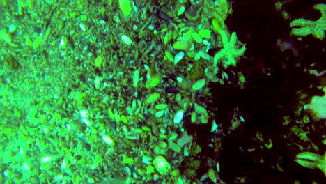 jellyfish swimming panning to scuba divers