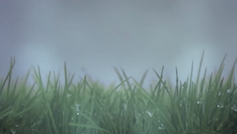 wet grass on a stormy day