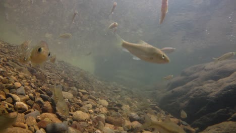 Der-Kaeng-Krachan-Nationalpark-Ist-Die-Heimat-Vieler-Fantastischer-Wildtiere-Und-Die-Bäche-Sind-Eine-Lebensquelle-Für-Frisches-Wasser,-Das-Tiere-Trinken-Und-Fische-Herumschwimmen-Können