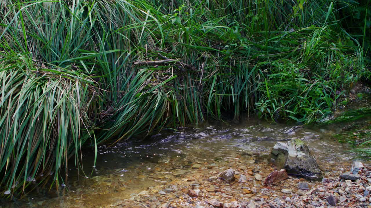 río que fluye rocas vibrantes y hierba verde exuberante día nublado