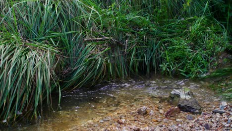 Fließender-Fluss,-Lebendige-Felsen-Und-üppiges-Grünes-Gras,-Bewölkter-Tag