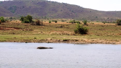 Lone-hippo-swimming-peacefully-in-river,-Africa.-Handheld